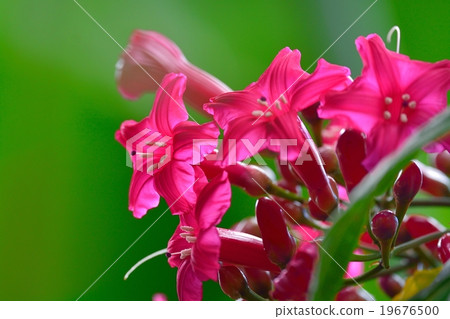 Princess Vine 19676500