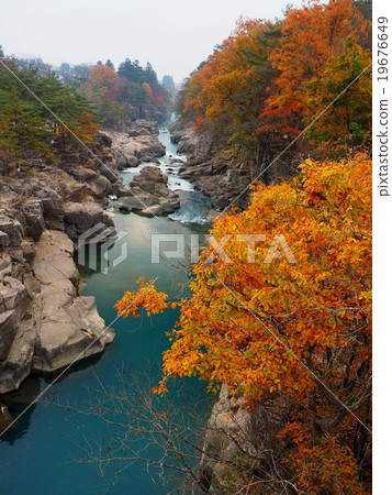 Seiryuki Autumn leaves 19676649