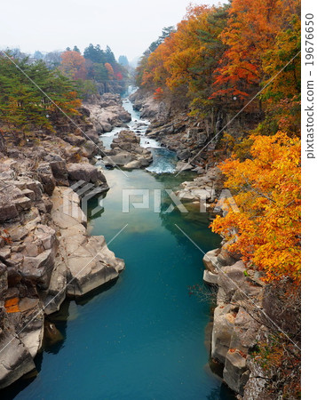 Seiryuki Autumn leaves 19676650