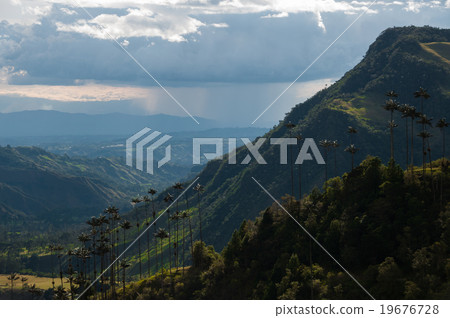 Green valley with tall palm trees in Valle de 19676728