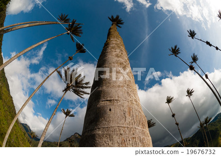 Tall Palm trees on green grass under blue sky with 19676732