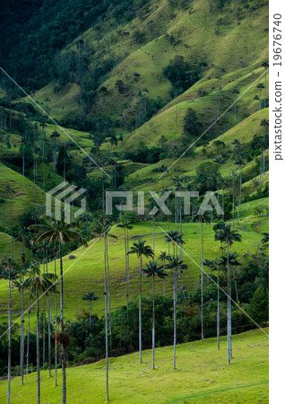 Green valley with tall palm trees in Valle de 19676740