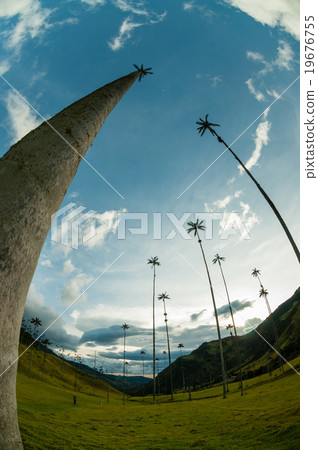 Tall Palm trees on green grass under blue sky with 19676755
