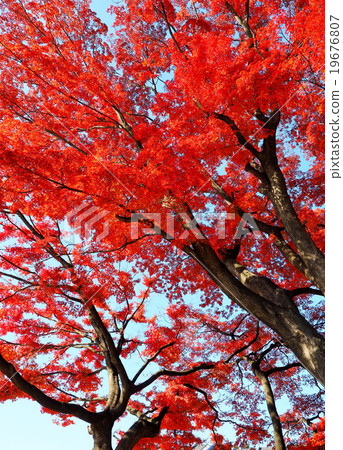 秋天的樹葉 19676807