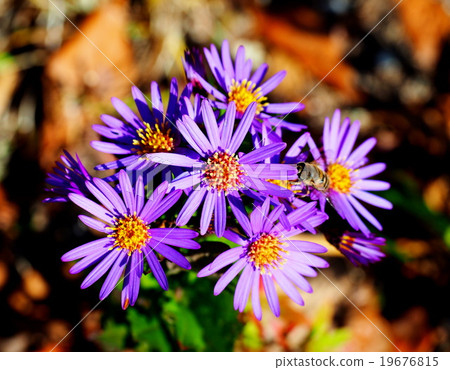 Conch gig green tea Conch gig green tea 19676815