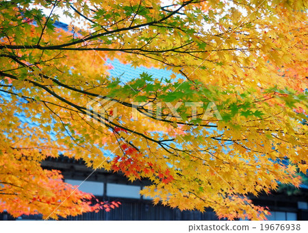World Heritage Hiraizumi Hikokoshiji Autumn leaves World Heritage Hiraizumi Hikokoshiji Autumn leaves 19676938