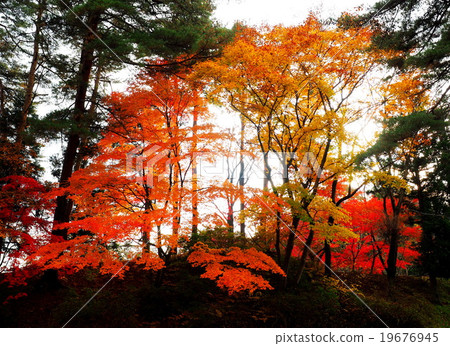 World Heritage Hiraizumi Hikokoshiji Autumn leaves 19676945