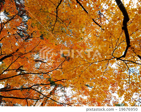 世界遺產平泉Hikokoshiji秋葉 19676950