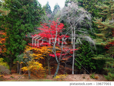 World Heritage Hiraizumi Hikokoshiji Autumn leaves World Heritage Hiraizumi Hikokoshiji Autumn leaves 19677001