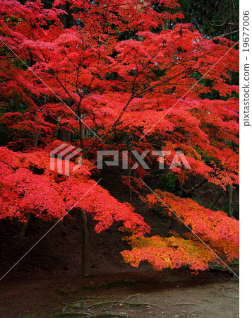 World Heritage Hiraizumi Hikokoshiji Autumn leaves World Heritage Hiraizumi Hikokoshiji Autumn leaves 19677006