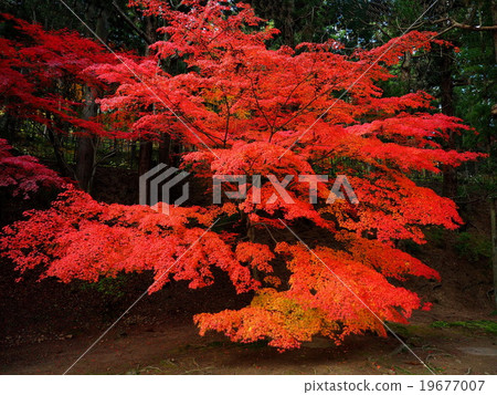World Heritage Hiraizumi Hikokoshiji Autumn leaves 19677007