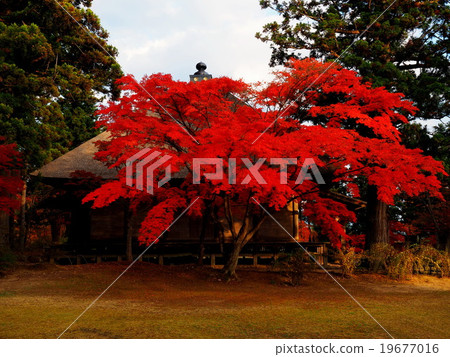 World Heritage Hiraizumi Hikokoshiji Autumn leaves 19677016