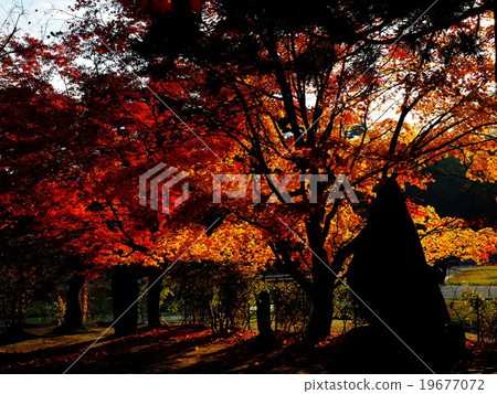 世界遺產平泉Hikokoshiji秋葉 19677072