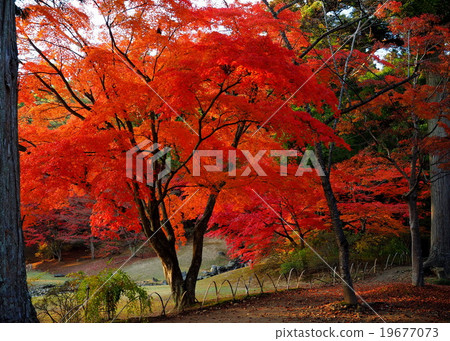 世界遺產平泉Hikokoshiji秋葉 19677073