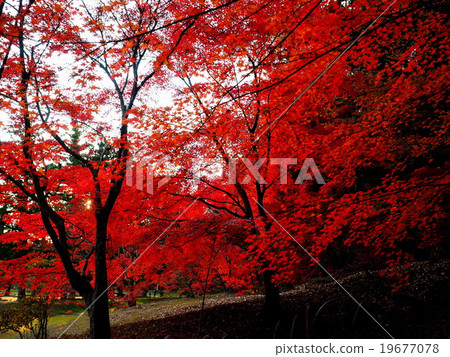 World Heritage Hiraizumi Hikokoshiji Autumn leaves World Heritage Hiraizumi Hikokoshiji Autumn leaves 19677078