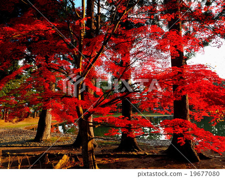 World Heritage Hiraizumi Hikokoshiji Autumn leaves 19677080