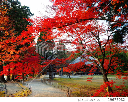 World Heritage Hiraizumi Hikokoshiji Autumn leaves World Heritage Hiraizumi Hikokoshiji Autumn leaves 19677082