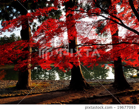 World Heritage Hiraizumi Hikokoshiji Autumn leaves 19677093