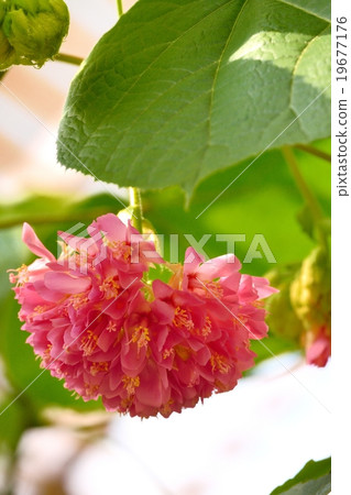 Don Bear flowers 19677176