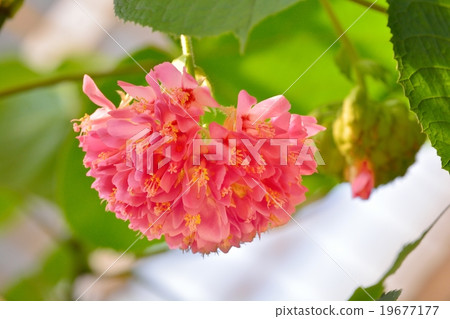 Don Bear flowers 19677177