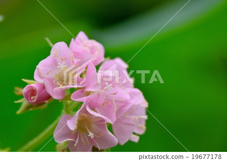 Don Bear flowers 19677178