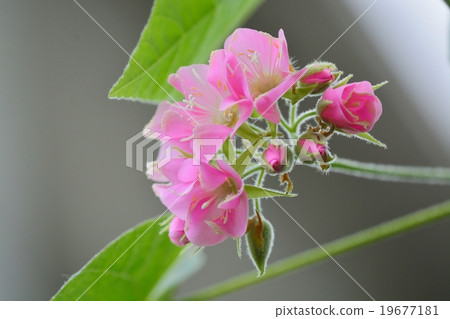 Don Bear flowers 19677181