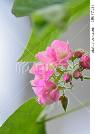 Don Bear flowers 19677182