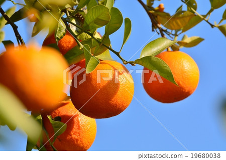 Fruit of a dai dai Fruit of a dai dai 19680038