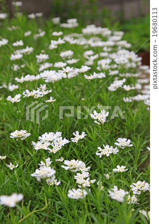 A beautiful Iberis group A beautiful Iberis group 19680113