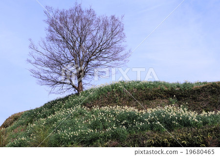 Huge Chihayakusakamura of Daffodil Huge Chihayakusakamura of Daffodil 19680465