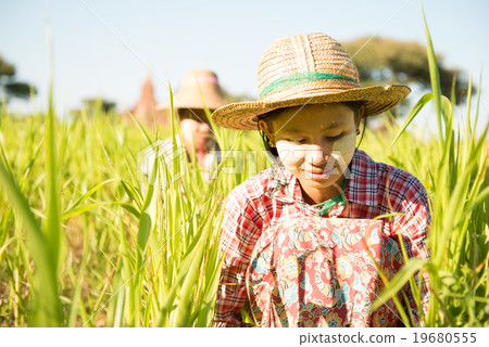Traditional Myanmar female farmers working in farm 19680555