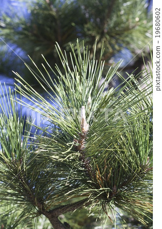 活潑蒼勁的黑松針葉 19680602