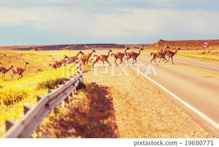 Guanaco 19680771
