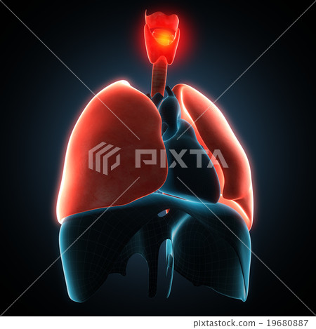 Disease illustration of human lungs. 19680887
