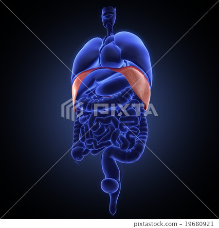 diaphragm human organ - Stock Illustration [19680921] - PIXTA