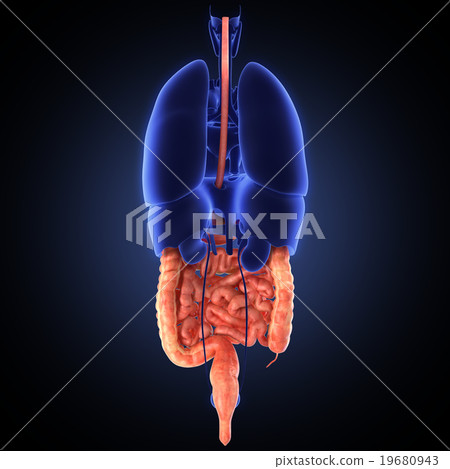 stomach 3d render stomach 3d render 19680943
