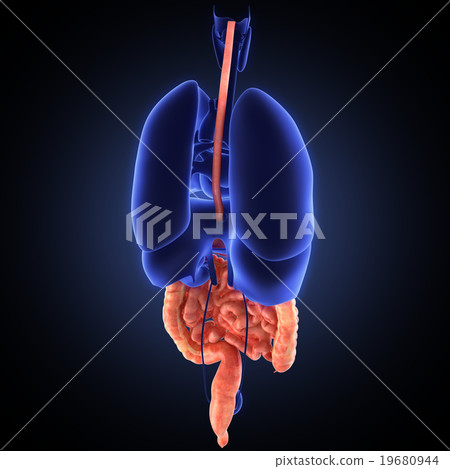 stomach 3d render stomach 3d render 19680944