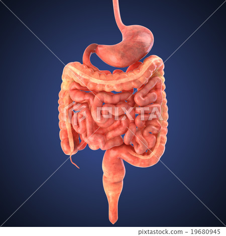 stomach 3d render 19680945