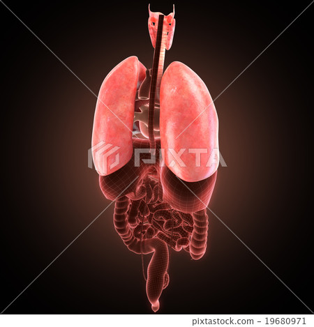 xray lungs illustration. 3d render 19680971