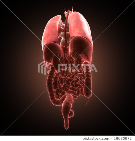 xray lungs illustration. 3d render 19680972