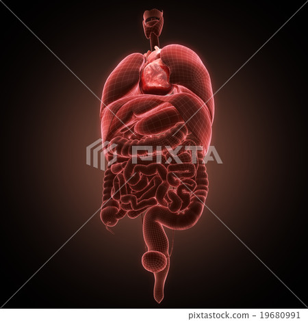 xray heart illustratio. Anatomicaly accurate 19680991