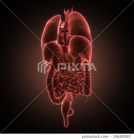 xray heart illustratio. Anatomicaly accurate 19680995