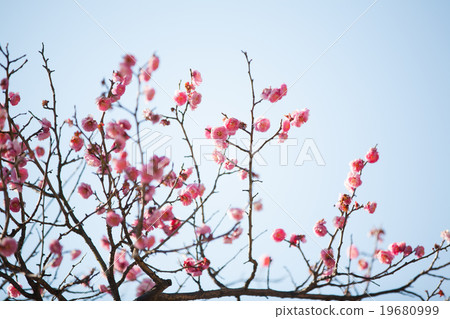 plum	 19680999