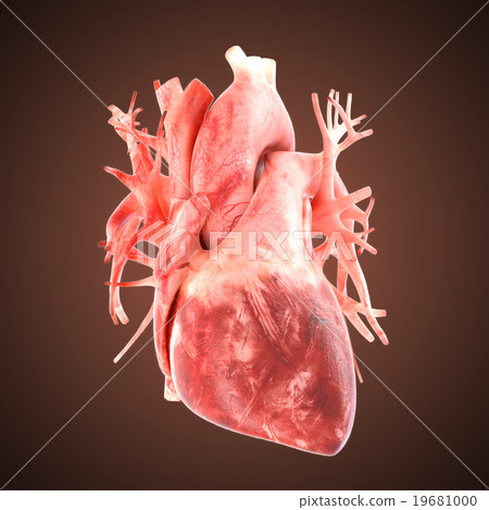 xray heart illustratio. Anatomicaly accurate 19681000
