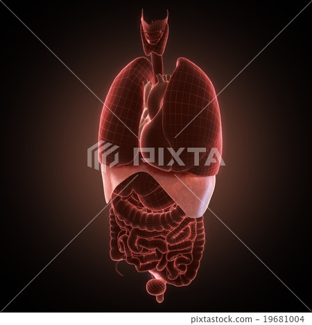 xray diaphragm organ xray diaphragm organ 19681004