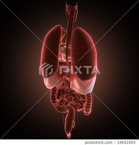 xray diaphragm organ 19681005