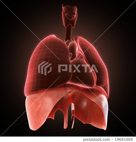 xray diaphragm organ xray diaphragm organ 19681008