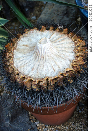 Cactus Cactus 19681031