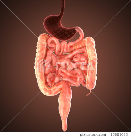 xray intestines anatomy 19681033