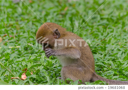 Thai monkey in public park,selective focus point Thai monkey in public park,selective focus point 19681068